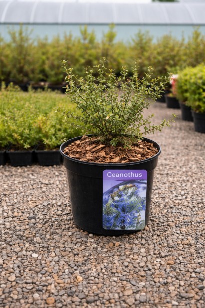 Цеанотус Конча купити